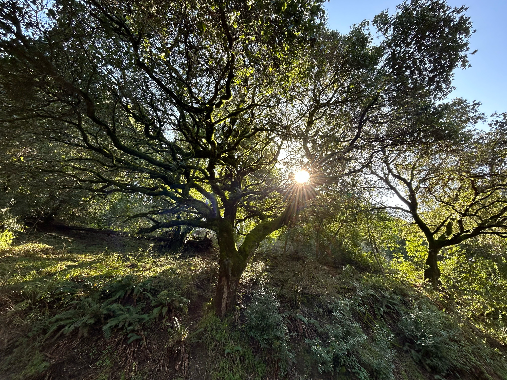 Photo of sunlight coming through trees