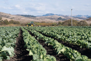 Photo of Tractor in a field